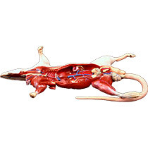 Anatomical 3D Rat Model