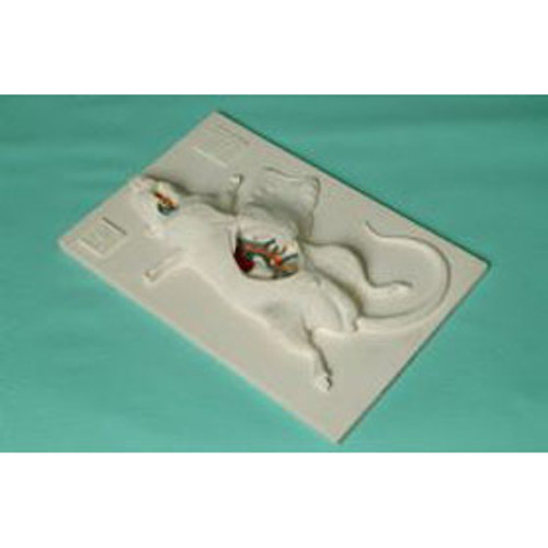 MD-PVC Rat Model
