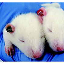 La Pias Ear Tags Mouse, Blue, number 701-800