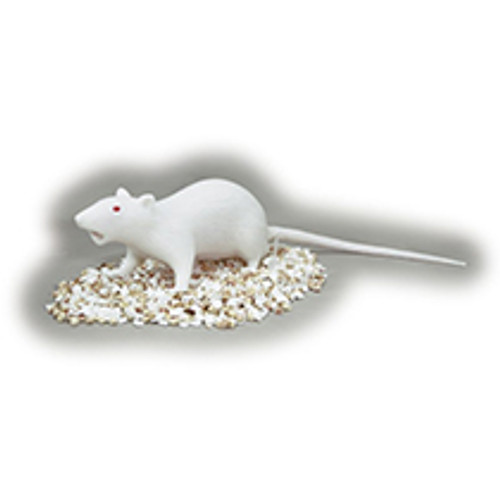 Natsume Rat Model Natsume Rat Model