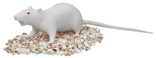 Natsume Rat Model