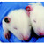 La Pias Ear Tags Rat, Blue, number 101-200