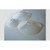 Rodent Elizabethan Collar for Rats 450g+