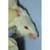 Goldenrod Animal Lancet 3mm Sterile, 5 trays of 200