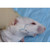 Goldenrod Animal Lancet 5.5mm Sterile, 5 trays of 200