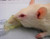 Rodent Anesthesia Face Mask Kit Rat Kit (Large & X-Large Masks)