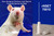 NSET Non-Surg Embryo Trans Device for Rats 10/pk