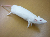 CurVet Rat Training Simulator 