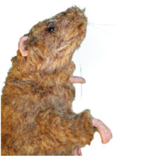 Squeekum Rat Model