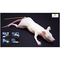 Mimolette (mee-moh-let) Rat Model Rescue Critters Training