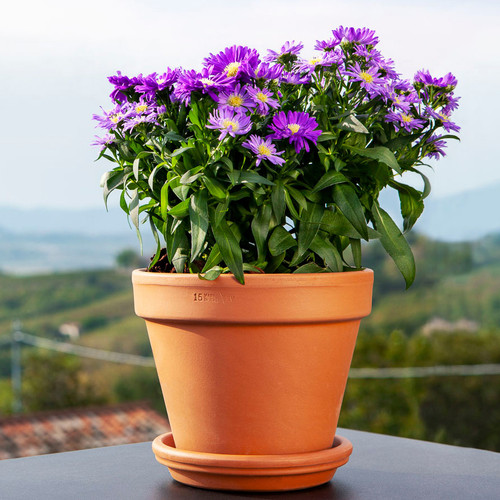 Standard Pot