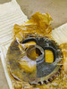 Chrysler Parts P112147 Camshaft Sprocket NOS Made in USA