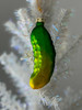 Christmas Pickle Tree Ornament - Includes Christmas Pickle Story and Gift Box!