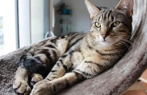 Looking After Your Cat When You're Not Home 