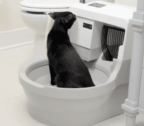 Cat using CatGenie