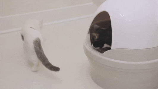 Multi Cat