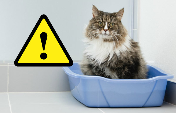 Is Your Cats Poo Killing You?