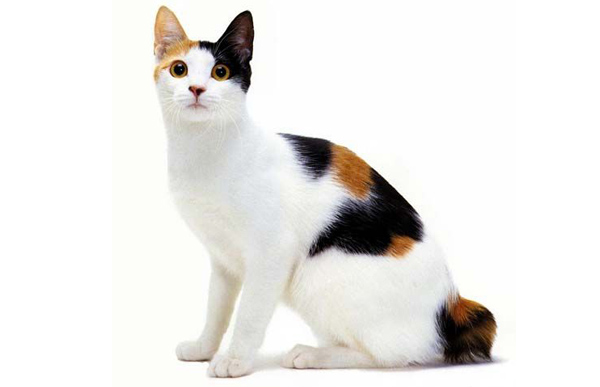 Top 5 Unique Cat Breeds 