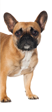 dog-tyes
