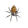 Cameo Amber Oxidized Silver Spider Adjustable Ring