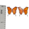 Cognac Amber Butterfly Stud Earrings