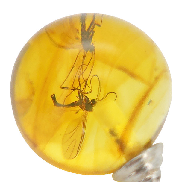 Natural Amber Silver Earrings with Insects