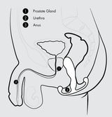 Prostate Massage and Health by Aneros