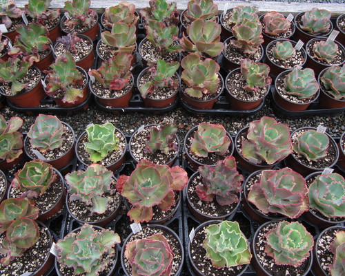 Pre-order  6" Large Echeveria hybrids Mix