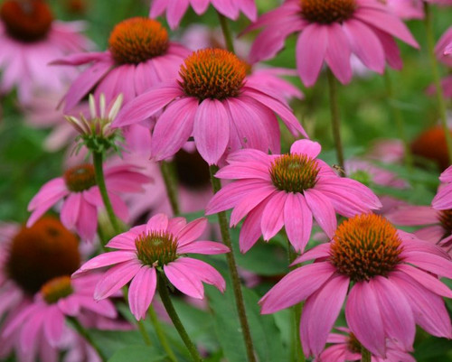 Pre Order Echinacea  POW WOW Wild Berry