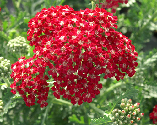 Achillea millefolium 'Cassie'