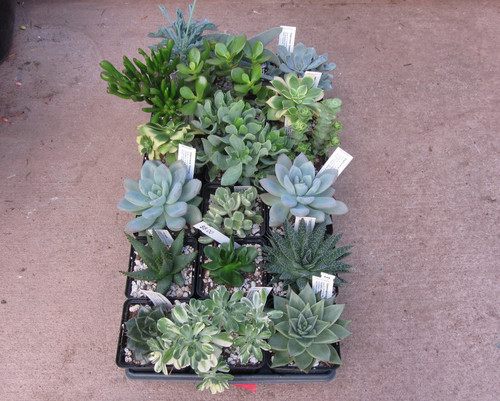 3.5" Mixed Succulents