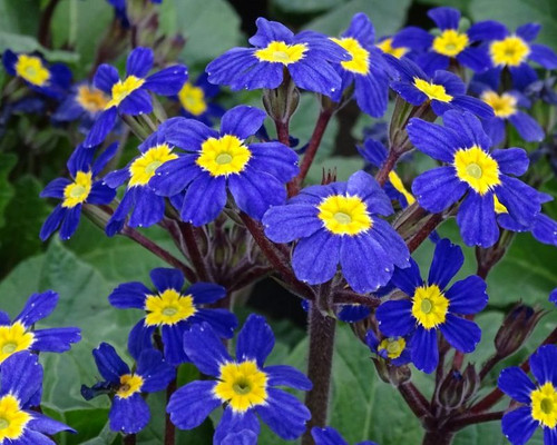 Pre Order Primula vulgaris ‘Oakleaf Blue’