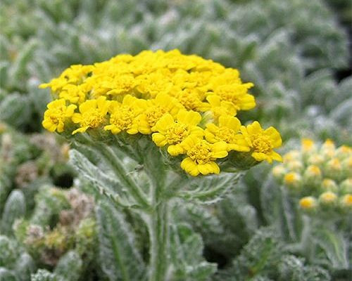 Achillea tomentosa 'Golden Fleece'