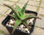 3.5" Aloe hybrid 'Sting Ray'