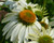 Pre Order Echinacea  POW WOW White