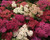 Achillea millefolium-Flowerburst red shades
