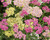 Achillea millifolium- Summer pastels