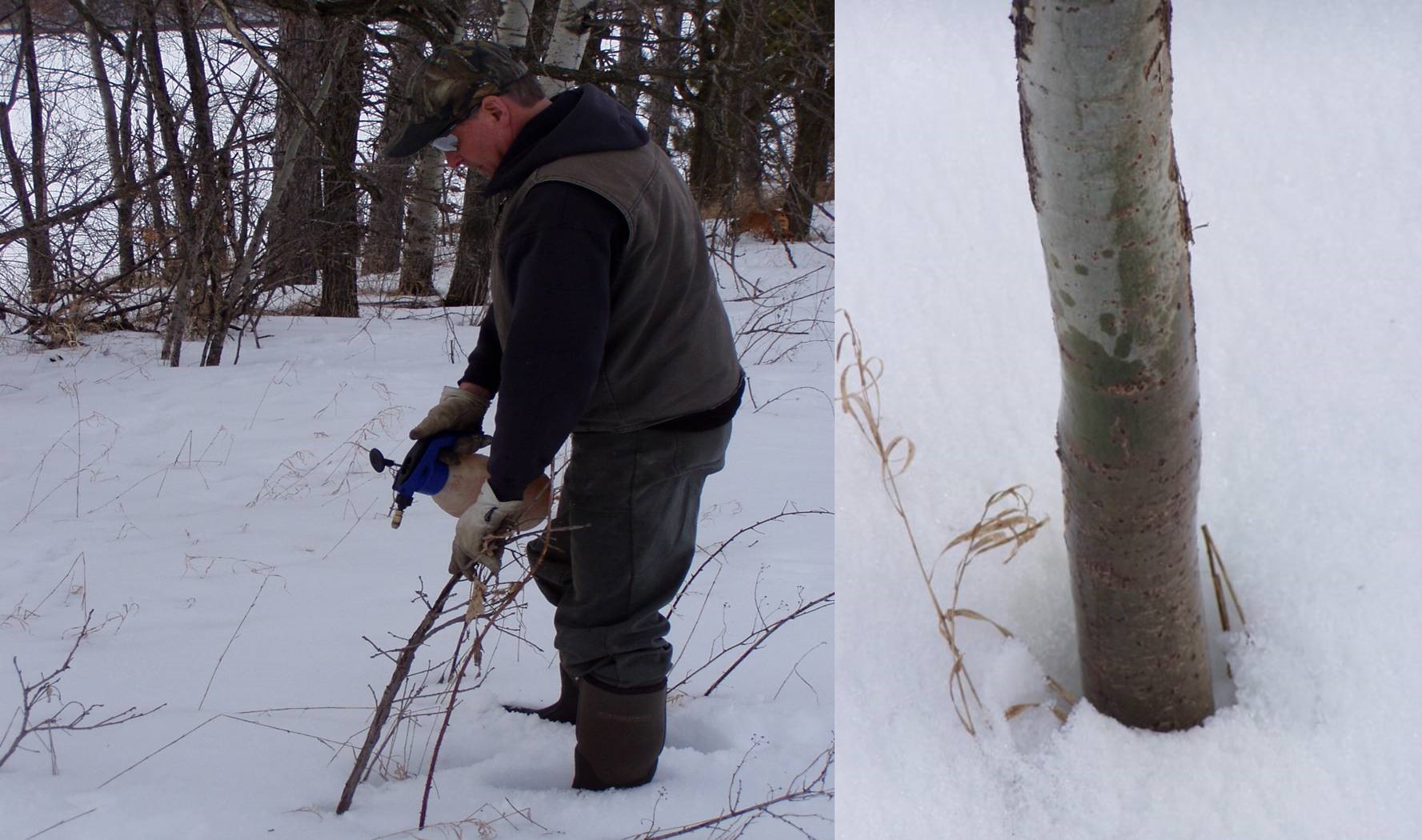 Basal small trees