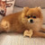 Personalised Pomeranian Dog Decoration