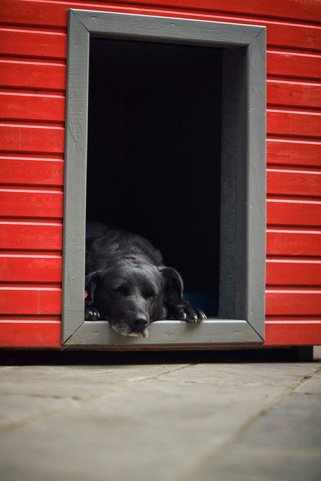 Dog Crates for Outdoor Use: What to Look For Dog Crates for Outdoor Use: What to Look For