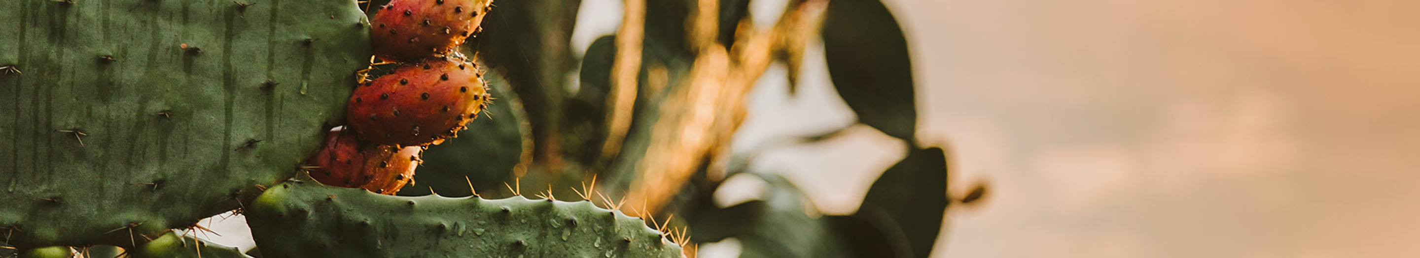 Prickly Pear Shop