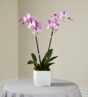 Pink Orchid Planter