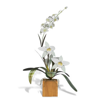 White Cattleya Dendrobium Orchid on Teak Base MM920