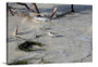 Sandpiper Canvas Wrap - David Lawrence Photography