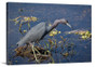 Little Blue Heron Hunting Canvas Wrap - David Lawrence Photography