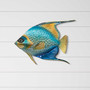 Queen Angelfish Blue Shades - CO005