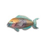 Parrotfish - Stainless Steel FA002