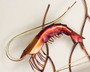 Dancing Shrimp Vertical Metal Wall Art CO111