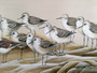 Sandpipers Meeting!  Large Framed Artwork 42.5" x 19"