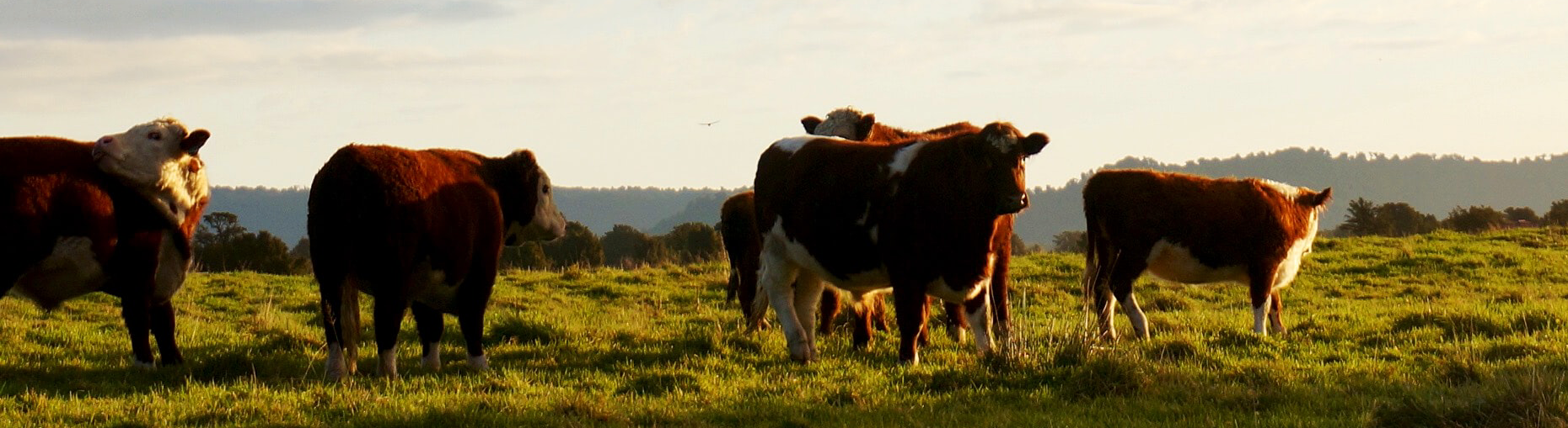 cows.png